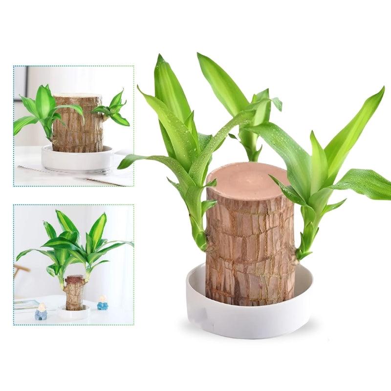 Lucky Charm Brazilian Wood Potted Plant