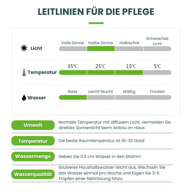 Glücksbringer Topfpflanze aus brasilianischem Holz 