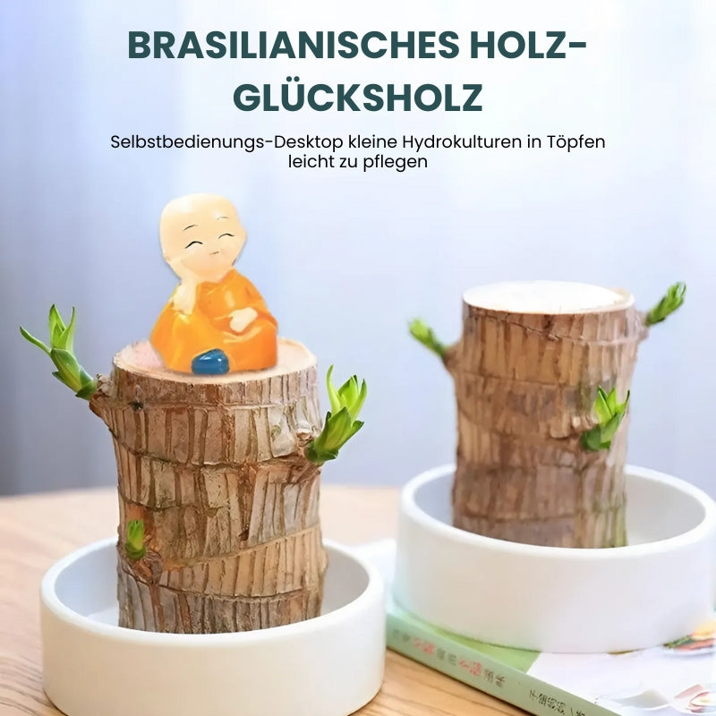 Glücksbringer Topfpflanze aus brasilianischem Holz 