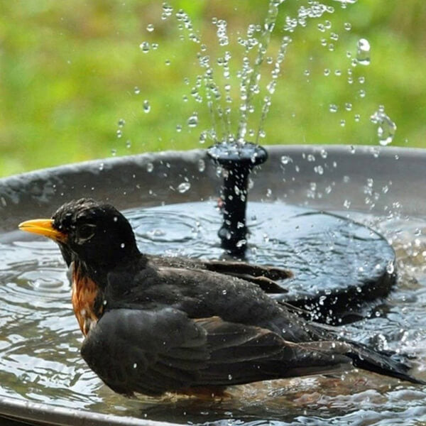 Solar-Powered Fountain